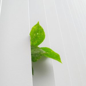 葉の画像